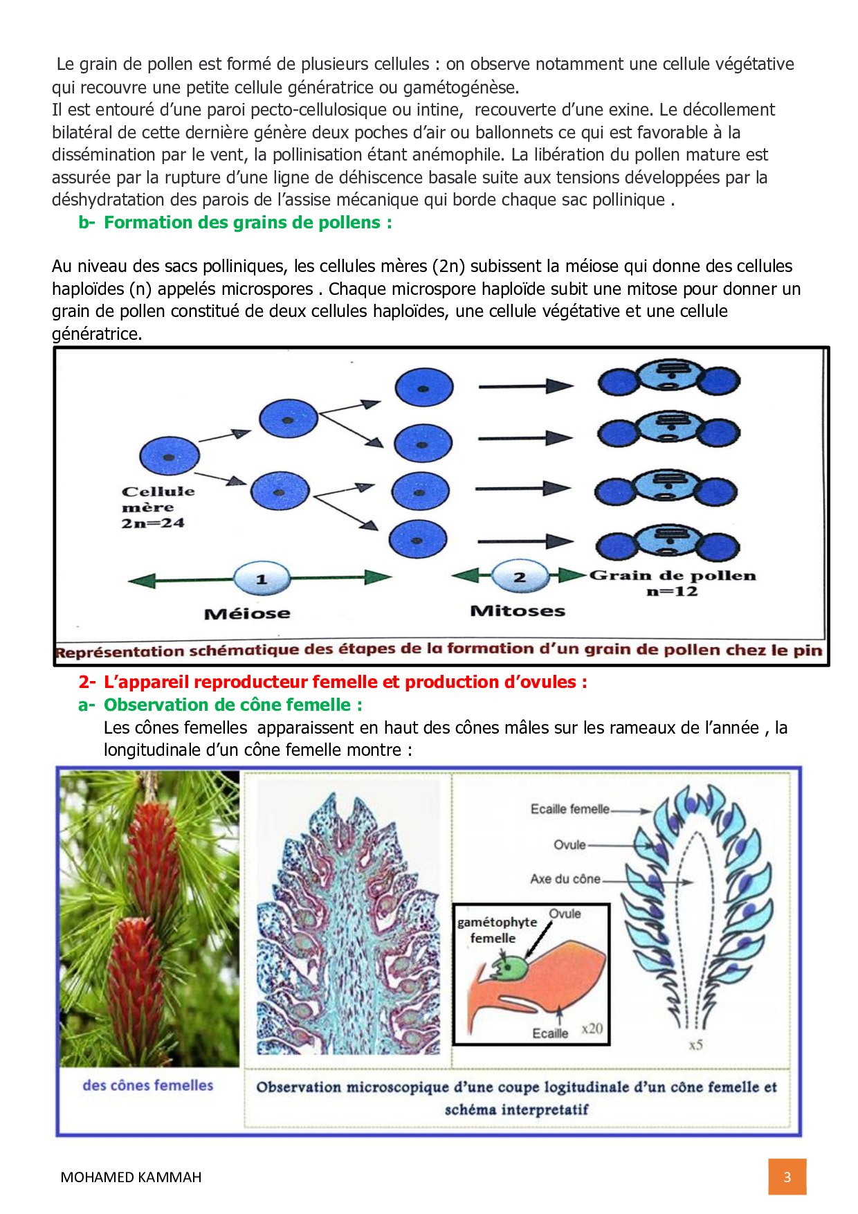La reproduction sexuée chez les Pinophytes - To Take Nature - La Nature  sous toutes ses formes
