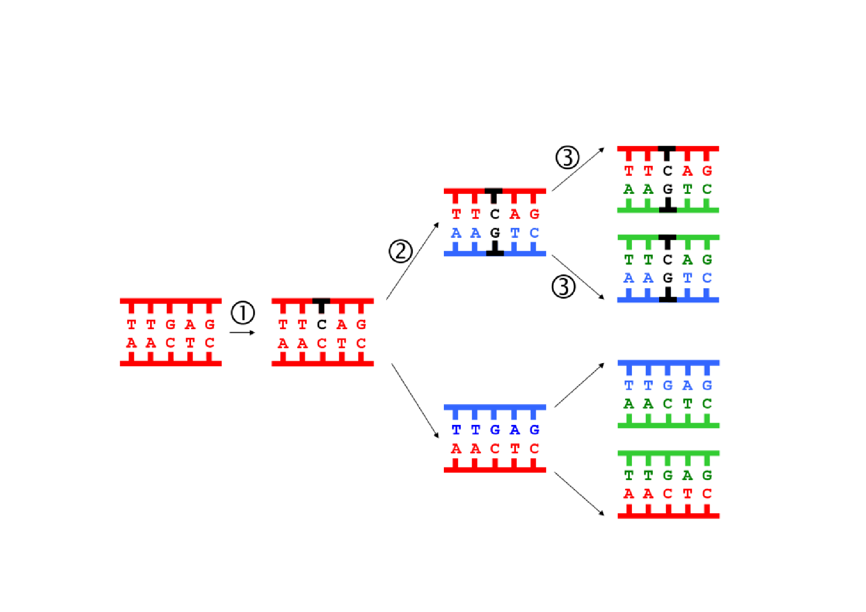 Chapitre 2 Les mutations, source de variabilité génétique AlloSchool