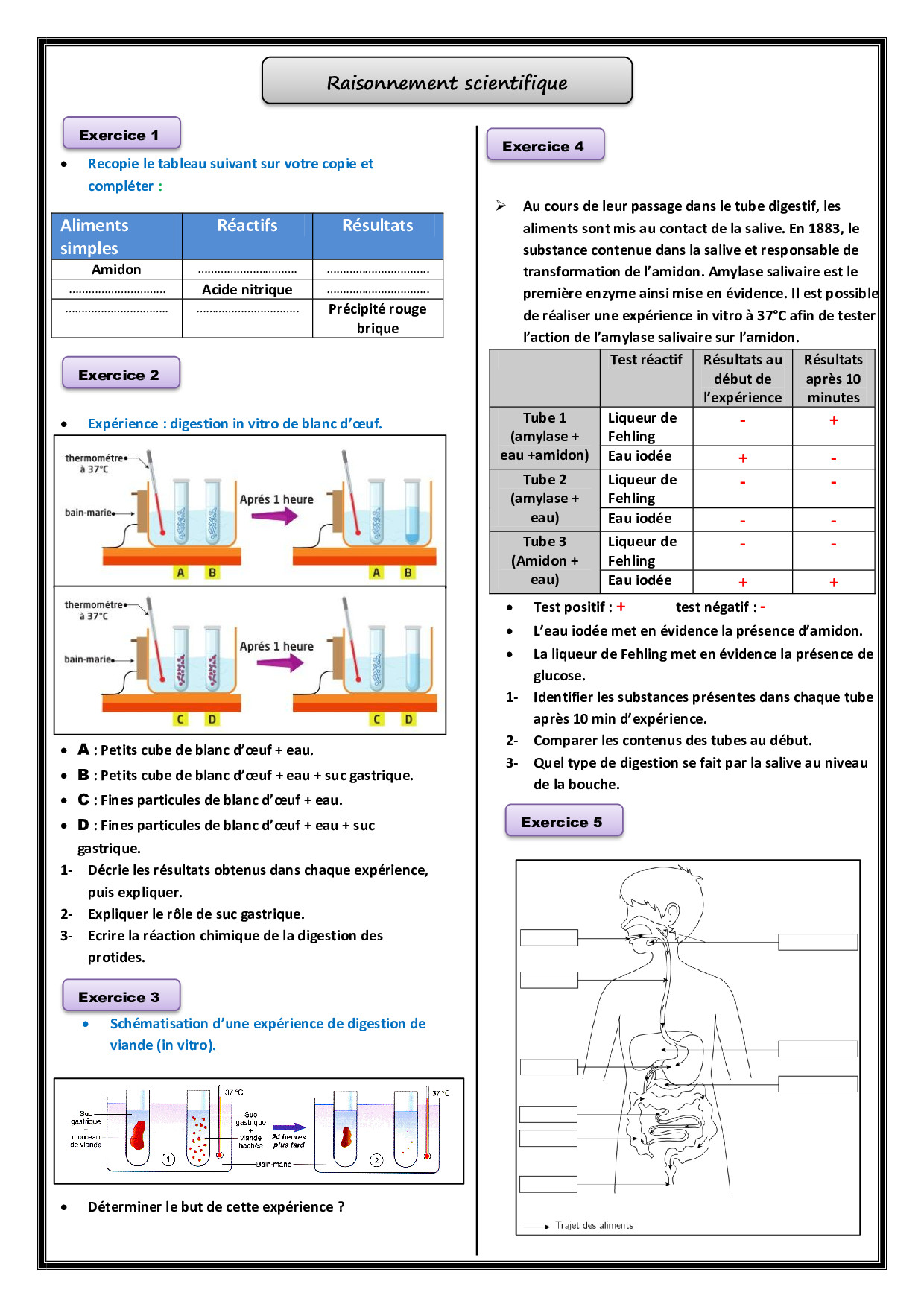 La Digestion Et Léducation Nutritionnelle Exercices Non Corrigés Ma