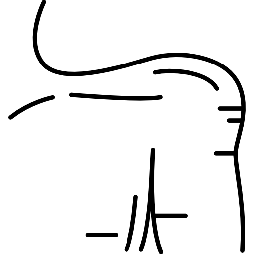 shoulder