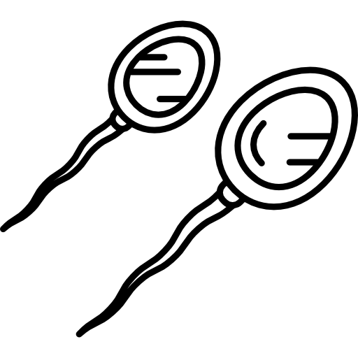 spermatozoon