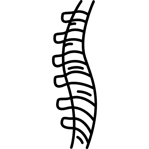spine