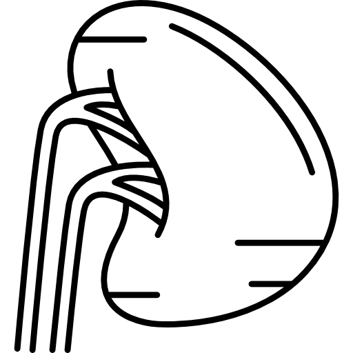 spleen