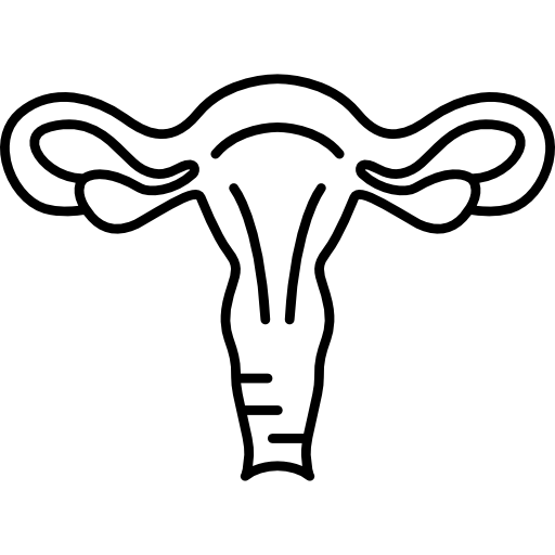 uterus