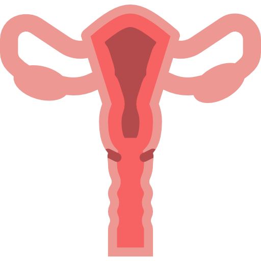uterus