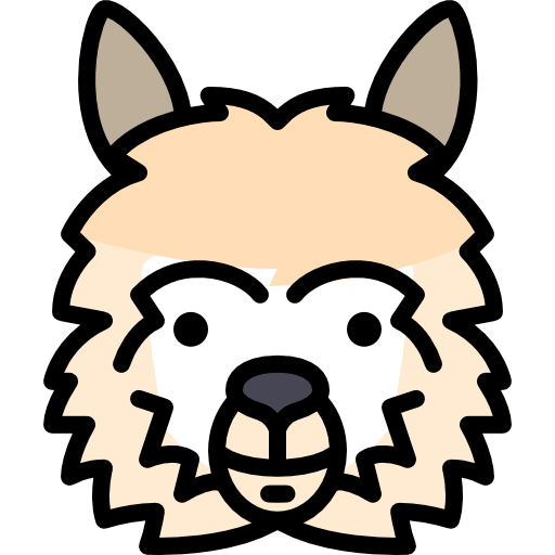 llama