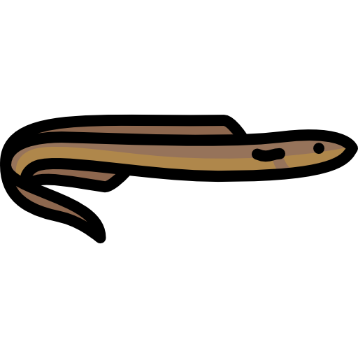 moray