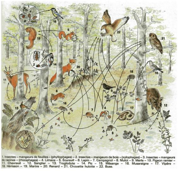 S ance 13 Les Relations Trophiques Et Les quilibres Naturels Cours S ance 13 Les Relations Trophiques Et Les quilibres Naturels Cours