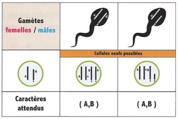S ance 33 L h r dit Humaine Cours Partie 2 AlloSchool
