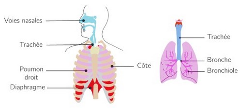 Anatomie de l'appareil respiratoire 