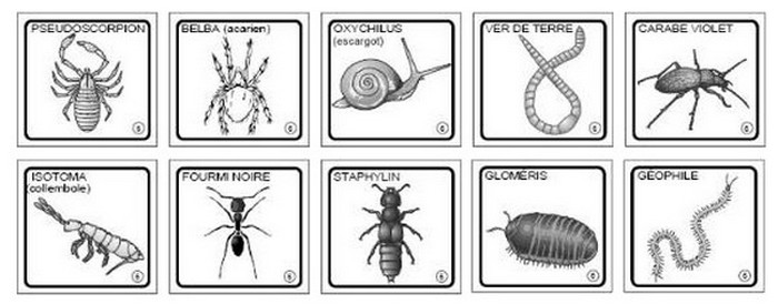 Les animaux du sol - Le vivant, sa diversité et les fonctions qui le caractérise - Louisa Paulin de Muret